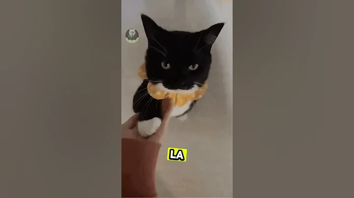 Watch the video about Cats