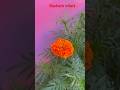 Dashain aayo #dashain_special #mangaldhun #music #gendaphool #flower