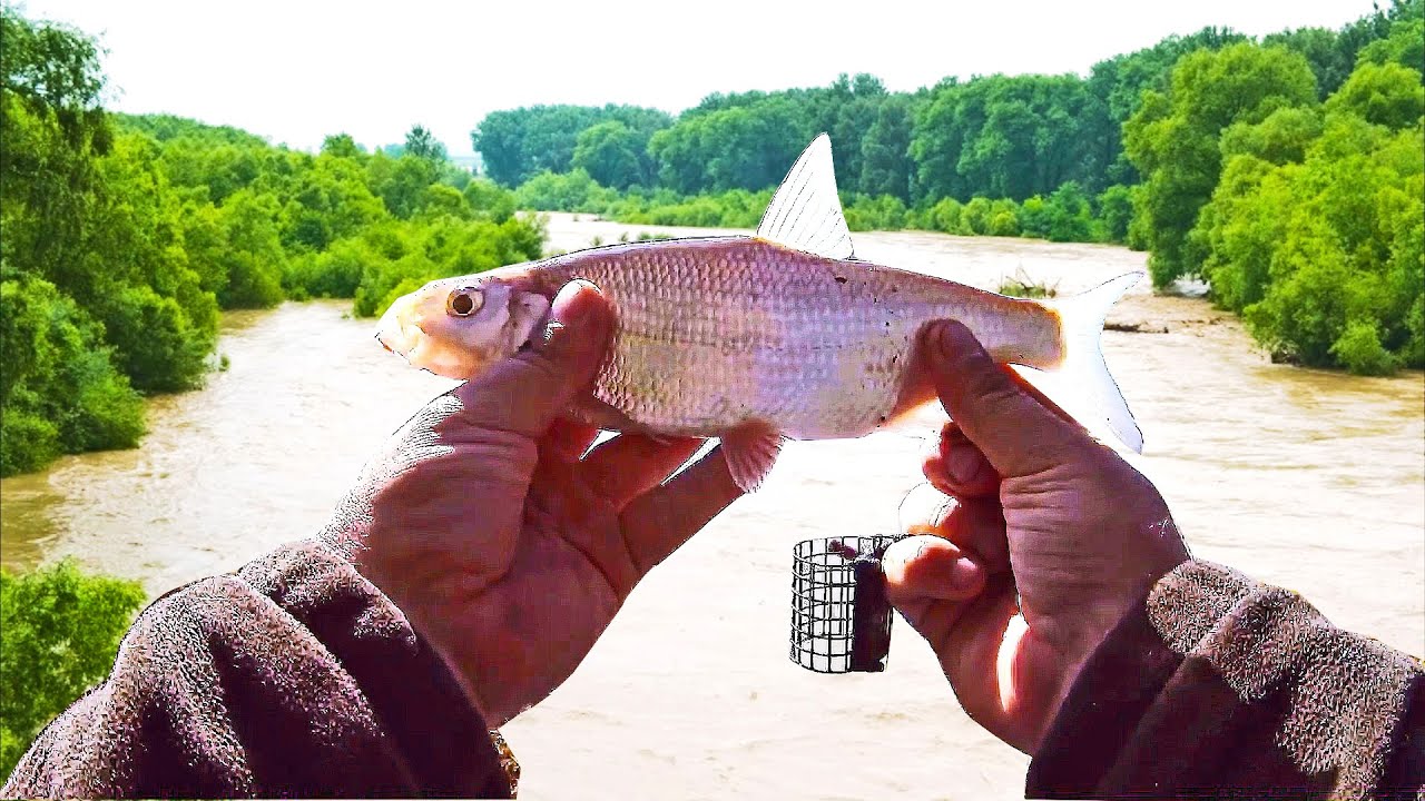 Рыбалка весной на реке в мутной воде: полезные советы и рекомендации