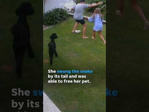 Watch: 12-year-old saves pet guinea pig from python #Shorts