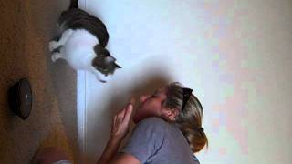 SPAZZY Cat doing TRICKS!
