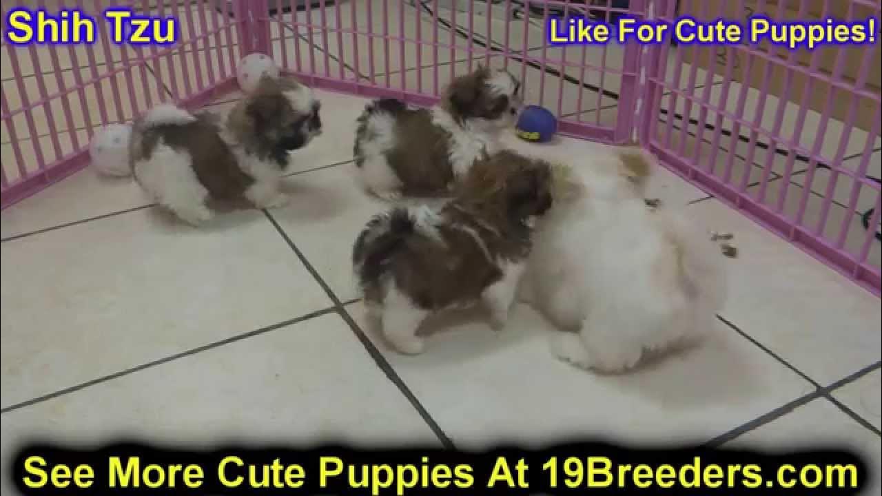 Shih Tzu, Puppies, Dogs, For Sale, In Albuquerque, New Mexico, NM