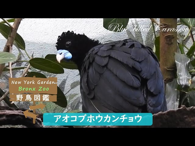 野鳥図鑑【Bronx Zoo】: Blue-billed Curassow (アオコブホウ