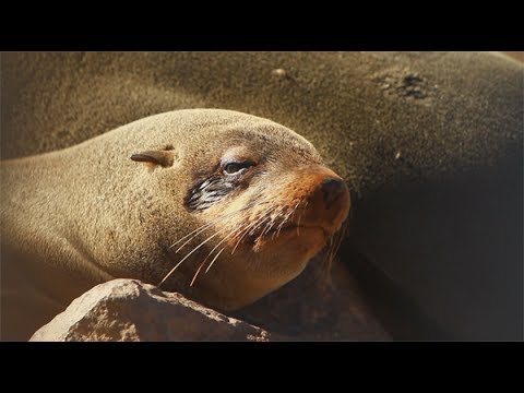 Het geheim van Namibie: de zeehondenjacht