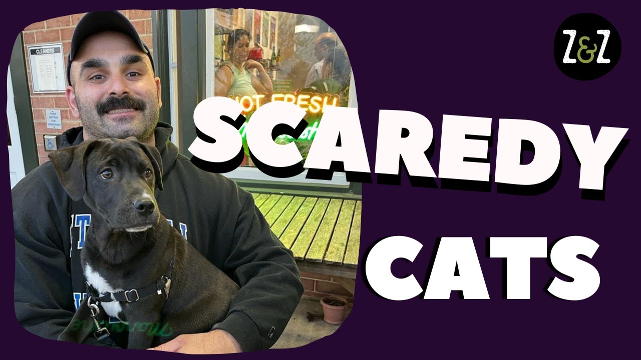 Are Cats Actually Afraid Of Dogs