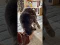 猫に迫る