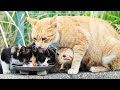 子猫たちと母猫のリリーにご飯をあげると・・・