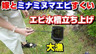 沼でエビすくい！エビ水槽立ち上げ！＃ミナミヌマエビ