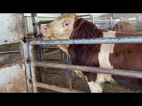 20 ADET TOSUNU KESİME GÖTÜRÜYORUZ. KAÇ KG KARKAS ET ÇIKTI?