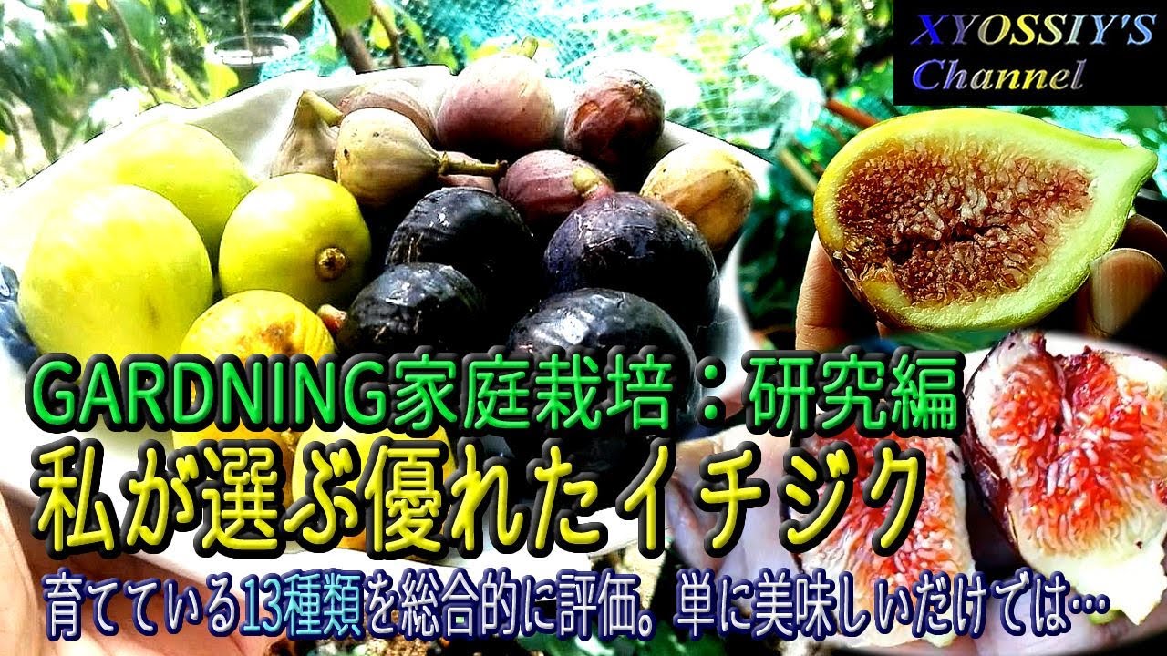 果実が大きくて、蜜が超多い Italy Honey イチジク 穂木 黄金の果実