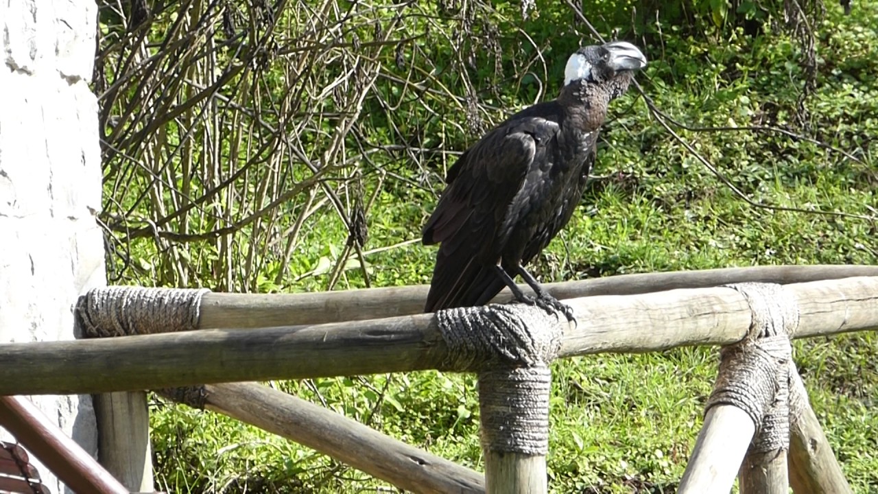 Thick-billed raven 