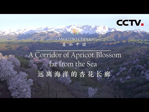《美丽中国》远离海洋的杏花长廊 Amazing China-A Corridor of Apricot Blossom far from the Sea | CCTV纪录