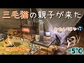 猫の親子がテントの中へ温まりに来たから一緒にキャンプを楽しみました！