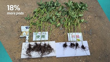 Soybean Trial Success in China with ICL’s BIOZ Topaz and BIOZ Nephrite