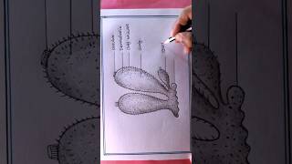 How To Draw Cycon Easy Diagram/Porifera Diagram Drawing #art#shortsviral #shortsvideo