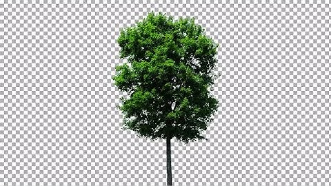 Isolated Swaying Tree Stock Video