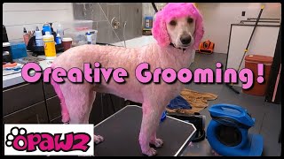 CREATIVE DOG GROOMING: I Poodled A DOODLE! | All Over PINK Color Groom!