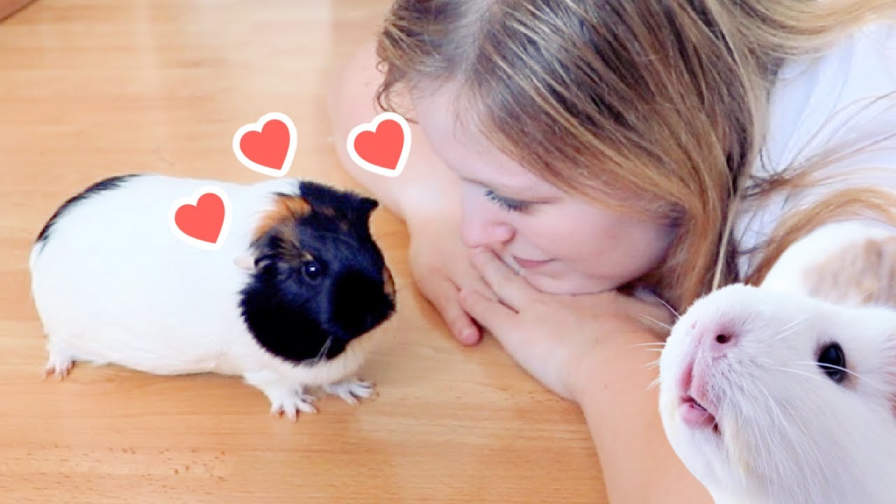 How to Earn Your Guinea Pigs' Trust YouTube