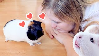 How to Earn Your Guinea Pigs' Trust