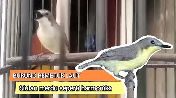 Burung Remetuk Laut, Si Mungil Bersuara Merdu