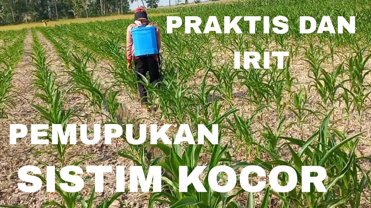 Pemupukan jagung sistim kocor menggunakan tanki elektrik