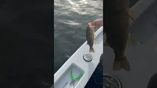 Nice Bass