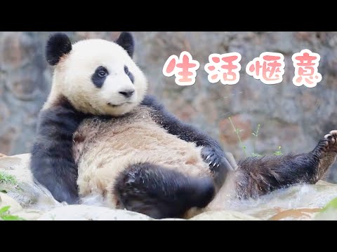 《熊貓主題趴》冬天泡“溫泉” 還得看大熊貓 | iPanda熊貓頻道