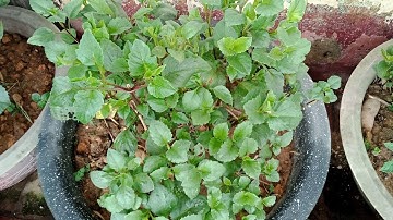 Những Chậu Cây Giống Hoa Thược Dược Đến Ngày Cắt Ngọn Nhân Giống [ Dahlias]