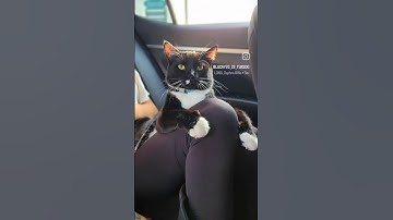 #catlovers #cat #catbreed #funnyvideo #tuxedocat #funny #fyp #love #catnip #cute