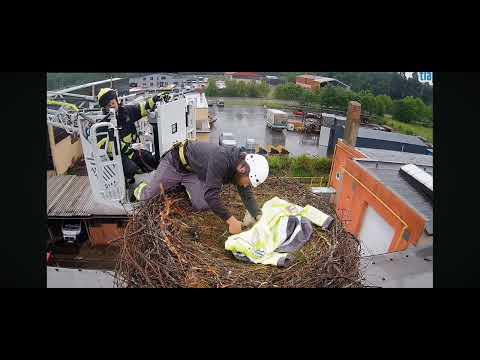 Usti nad Orlici /CZ 🌿 Ratowanie życia pisklęciu.. 01.06.26