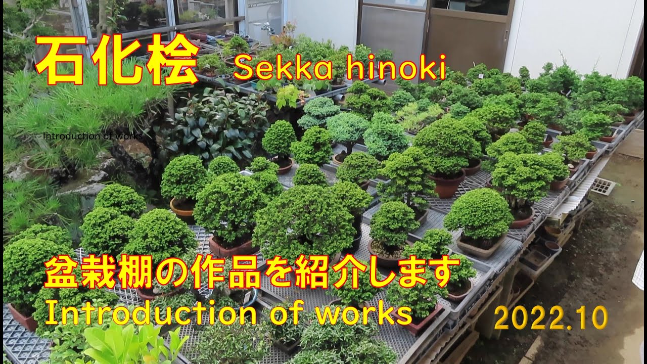 今日も盆栽日和 石化桧 預かり品紹介 2022秋