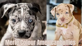 Merle Colour😍 Americanbully🐶 Puppies in India 🇮🇳(8826062664) #trending #americanbully #dog