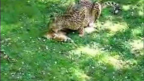 Feeding Time for Cheetah