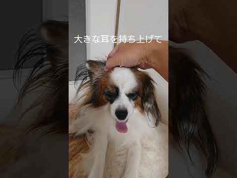 タレ耳パピヨンの魅力 #愛犬 #犬のいる生活 #パピヨン