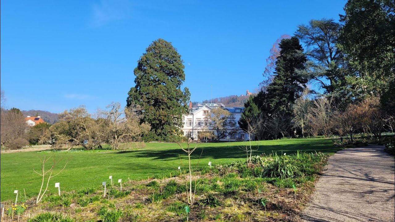Searching for giant redwood trees in Weinheim northern Baden-Württemberg