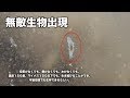 微生物田んぼ水槽から地上最強の最強の生物が発見されました。#010
