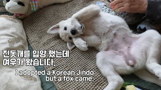 I adopted a korean jindo puppy, and a fox came... that acts like a cat.