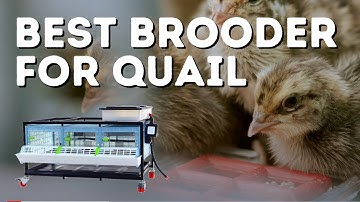 Best Game Bird Brooder for Quail and Small Chicks by Hatching Time