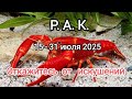 РАК🌞🌿 15 - 31 июля 2025🌿 Тароскоп 🌿