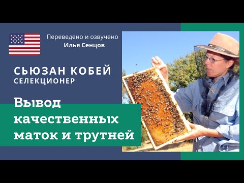 Вывод качественных маток и трутней. Лекция Сьюзан Кобей