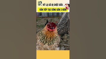 Kỳ lạ gà bị MẤT ĐẦU vẫn sống GẦN 2 NĂM