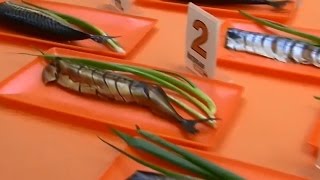 Контрольная закупка от 19 июля 2016. Копченая скумбрия Контрольная закупка от 19 июля 2016. Копченая скумбрия