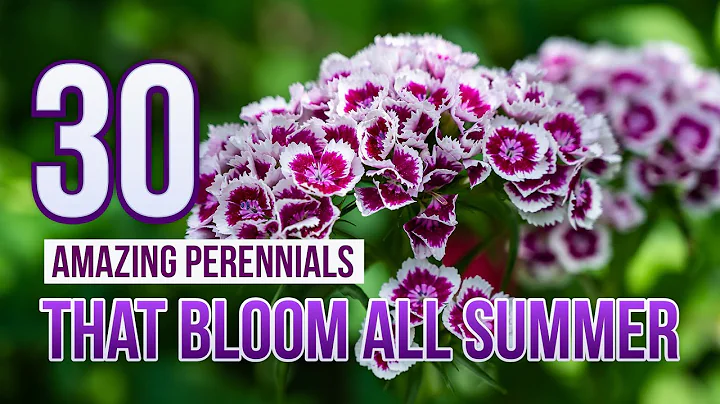 30 Amazing Perennials That Bloom All Summer - DayDayNews