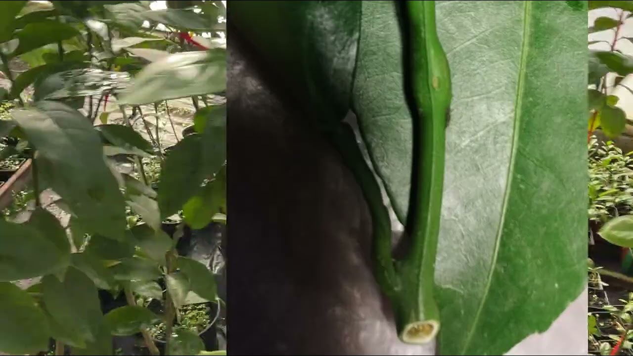 Как я пользуюсь удобрениями для выращивания цитрусовых 🤓👩‍🦳🍋