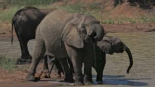 Elephants of Pilanesberg National Park  March 2024