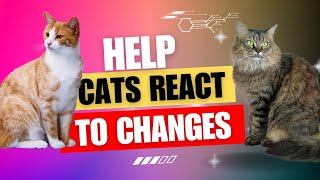 "Cat Behavior Unveiled: How Cats React to Changes in Their Environment"