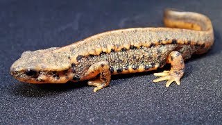 Japanese Sword-Tailed Newts Moving into Bioactive Setup (C. e. ensicauda) || Schwertschwanzmolche
Finally, the newts have moved in!
The seeds have been growing for more than 45 days now. As the setup is now cycled, plants are strong enough and invertebrates have established populations, its time to let the main-residents move in.
In total there will live 11 Japanese sword-tailed newts (Cynops ensicauda ensicauda) in this tank. Ill see if the setup is still sufficient when all are fully grown, by now only one is adult, the others are still juveniles.
Full setup series: https://www.youtube.com/watch?v=XCpe_ox9Pog&list=PLETIG8JUt5oRR1WS0GB6fdqV1LOPj5kfM
Endlich sind die Molche eingezogen!
Die Samen konnten nun mehr als 45 Tage wachsen. Da das Becken mittlerweile eingefahren ist, die Pflanzen groß und fest verwurzelt sind und sich auch die Wirbellosen-Populationen gut entwickeln, ist es nun Zeit für den Einzug der Haupt-Bewohner.
Insgesamt werden 11 japanische Schwertschwanzmolche (cynops ensicauda ensicauda) in diesem Aquarium leben. Wir werden sehen, ob es ausreichend groß ist wenn alle ausgewachsen sind. Bisher ist nur ein Molch adult, die anderen sind noch im Wachstum.
General Information on sword-tailed newts:
The sword-tail newt (Cynops ensicauda) is an endangered species of true salamander from the Ryukyu Archipelago in Japan. It has recently been placed on Japans Red List of Threatened Amphibians. Sometimes, sword-tail newts are called fire-bellied newts, not to be confused with the common Chinese and Japanese species, because of their bright orange bellies, which serve as a warning to predators that they are poisonous. They can be differentiated from these two species by their large size, broader heads and (against Japanese fire-bellies) smoother skin. This newt ranges from brown to black above, occasionally with an orange dorsal stripe. Some individuals may have light spotting or speckling on their backs.
Sword-tailed newts can reach 12.8 cm (5.0 in) in males and 18 cm (7.1 in) in females. They are the largest living members of their genus. Females and males look significantly different in appearance. Females have much longer tails that are actually longer than the rest of their bodies. Males’ tails are much shorter and sometimes display a whitish sheen during breeding season.
The sword-tailed newt is only found on the Ryukyu Archipelago, an island chain off the southern coast of Japan, as well as on many smaller surrounding islands. This newts habitat is slow, cool, stagnant bodies of water. They are commonly found in man-made structures such as rice paddies, road-side ditches, and cattle waterholes. The two known subspecies of sword-tailed newt are C. e. ensicauda and C. e. popei. Due to the subtropical climate of its native habitat, it is more tolerant of high temperatures than other Cynops. The sword-tailed newt has no predators, so deforestation and land development are the main reasons for their endangerment.
Page Sword-tail newt. (2017, March 3). In Wikipedia, The Free Encyclopedia. Retrieved 12:15, September 13, 2017, from https://en.wikipedia.org/w/index.php?title=Sword-tail_newt&oldid=768301302
Allgemeine Informationen über Schwertschwanzmolche:
Der Schwertschwanzmolch ist ein mittelgroßer, gedrungen wirkender Wassermolch, der 12 bis 16 Zentimeter lang werden kann. Es wurde auch schon von 20 cm langen Exemplaren berichtet. Die Oberseite ist dunkelbraun bis schwarz gefärbt; an den Seiten verläuft oft ein gelblicher Längsstreifen, der unterbrochen sein kann. Außerdem befinden sich dort viele helle Flecken. Die Haut erscheint gekörnelt. Die Bauchseite ist meistens gelb bis orange gefärbt. Auf der Rückenmitte verläuft eine Drüsenleiste und auch seitlich am Rumpf gibt es Wülste, allerdings nur im vorderen Teil. Diese enthalten ein giftiges Hautsekret zur Abwehr von Fressfeinden. Der Schwanz ist im Querschnitt schmal-oval geformt. Während des Wasseraufenthaltes verbreitern sich die Schwanzkanten.
Dieser Molch kommt in zwei Unterarten auf mehreren süd-japanischen Inseln vor. Die Nominatform Cynops ensicauda ensicauda besiedelt die Hauptinseln Honshū, Shikoku und Kyushu sowie die Amami-Inseln, Kakeroma und Tokuno. Die Unterart Cynops ensicauda popei lebt auf der Ryuku-Inselgruppe, unter anderem auf Okinawa und Kin.
Als Habitate werden stehende Gewässer wie verkrautete Tümpel, Bewässerungsgräben und Reisfelder bevorzugt. Außerhalb der Fortpflanzungszeit im Frühjahr gehen die Tiere ab Juni/Juli teilweise zum Landleben über und verstecken sich dann unter Steinen und Totholz.
Seite „Schwertschwanzmolch“. In: Wikipedia, Die freie Enzyklopädie. Bearbeitungsstand: 10. Februar 2016, 21:08 UTC. URL: https://de.wikipedia.org/w/index.php?title=Schwertschwanzmolch&oldid=151339003 (Abgerufen: 13. September 2017, 12:13 UTC)
Filmed with an Olympus TG-2 Tough Edition
Song: Pioneers by Audionautix
Pioneers von Audionautix ist unter der Lizenz Creative Commons Attribution (https://creativecommons.org/licenses/by/4.0/) lizenziert.
Interpret: http://audionautix.com/ Japanese Sword-Tailed Newts Moving into Bioactive Setup (C. e. ensicauda) || Schwertschwanzmolche
