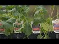 How to Grow Winter Veggies | Mitre 10 Easy As Garden