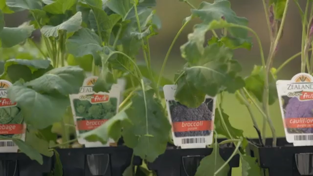 diya tailors How to Grow Winter Veggies | Mitre 10 Easy As Garden