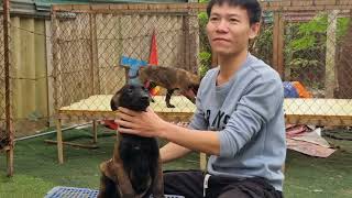 Cách Chọn Chó Becgie Bỉ Cực Chuẩn Tại Trại Chó Long Biên